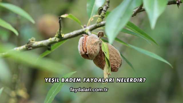 Yeşil Badem Faydaları Nelerdir?