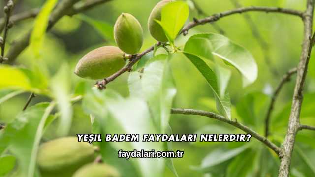 Yeşil Badem Faydaları Nelerdir?