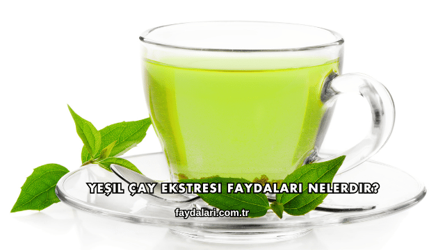 Yeşil Çay Ekstresi Faydaları Nelerdir?