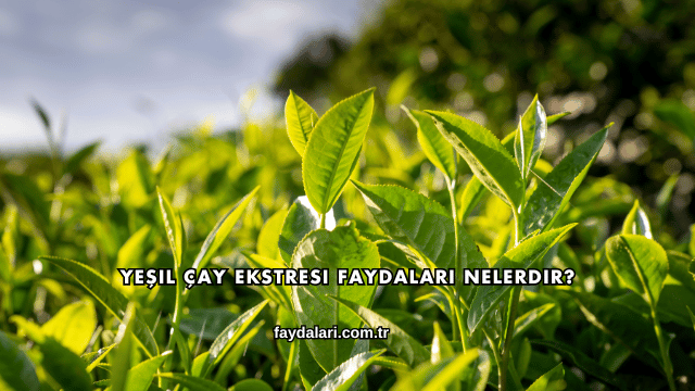 Yeşil Çay Ekstresi Faydaları Nelerdir?