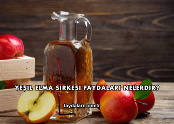 Yeşil Elma Sirkesi Faydaları Nelerdir?