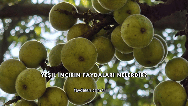 Yeşil İncirin Faydaları Nelerdir?