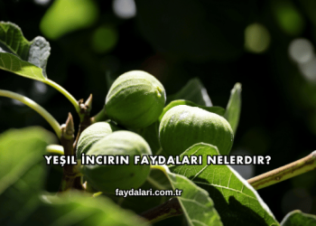 Yeşil İncirin Faydaları Nelerdir?