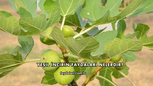 Yeşil İncirin Faydaları Nelerdir?