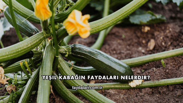 Yeşil Kabağın Faydaları Nelerdir?