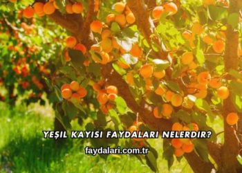 Yeşil Kayısı Faydaları Nelerdir?