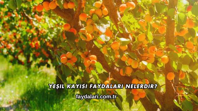 Yeşil Kayısı Faydaları Nelerdir?
