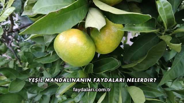 Yeşil Mandalinanın Faydaları Nelerdir?