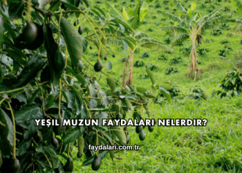 Yeşil Muzun Faydaları Nelerdir?