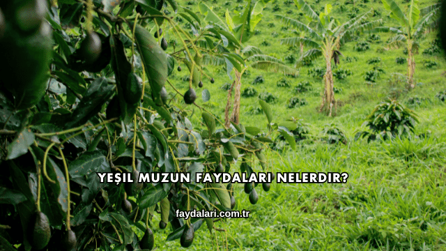 Yeşil Muzun Faydaları Nelerdir?