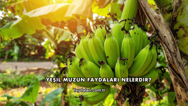 Yeşil Muzun Faydaları Nelerdir?