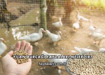 Yılan Burçağı Faydaları Nelerdir?