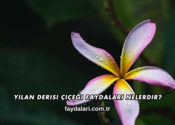 Yılan Derisi Çiçeği Faydaları Nelerdir?