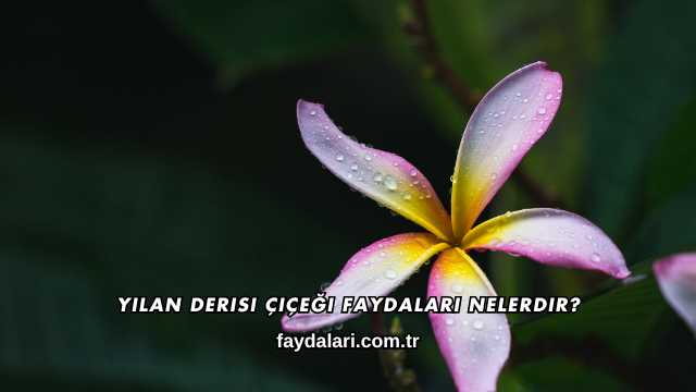 Yılan Derisi Çiçeği Faydaları Nelerdir?