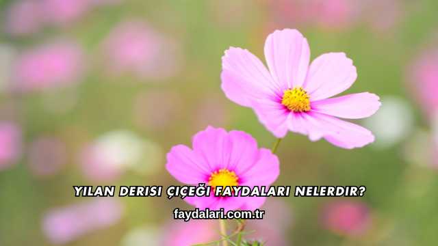 Yılan Derisi Çiçeği Faydaları Nelerdir?