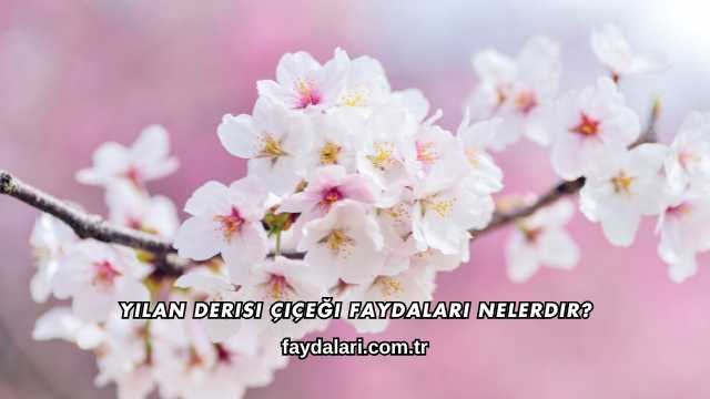 Yılan Derisi Çiçeği Faydaları Nelerdir?