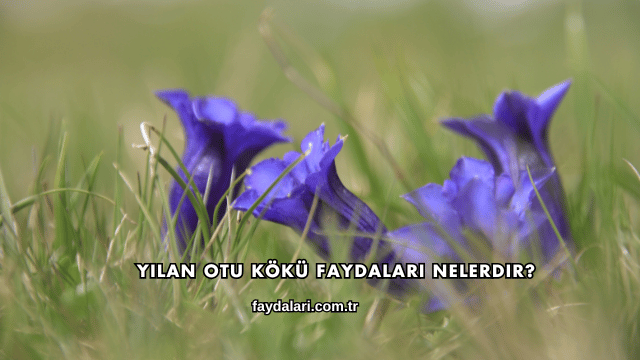 Yılan Otu Kökü Faydaları Nelerdir?