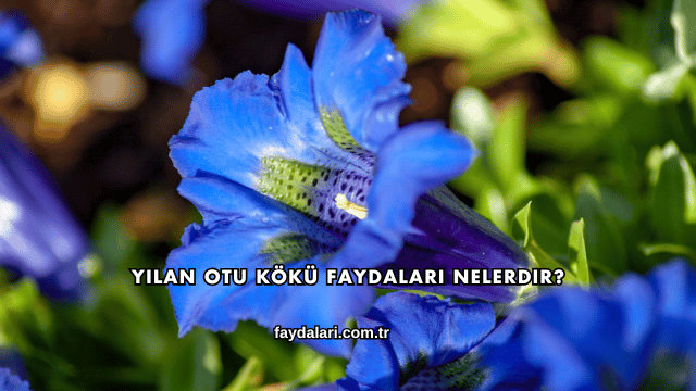 Yılan Otu Kökü Faydaları Nelerdir?