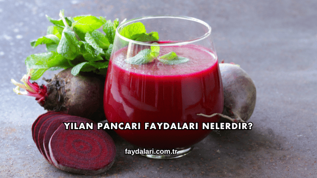 Yılan Pancarı Faydaları Nelerdir?