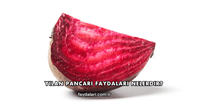 Yılan Pancarı Faydaları Nelerdir?