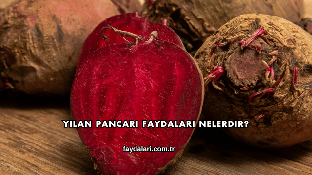 Yılan Pancarı Faydaları Nelerdir?