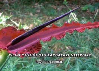 Yılan Yastığı Otu Faydaları Nelerdir?