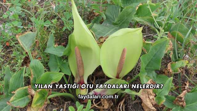 Yılan Yastığı Otu Faydaları Nelerdir?