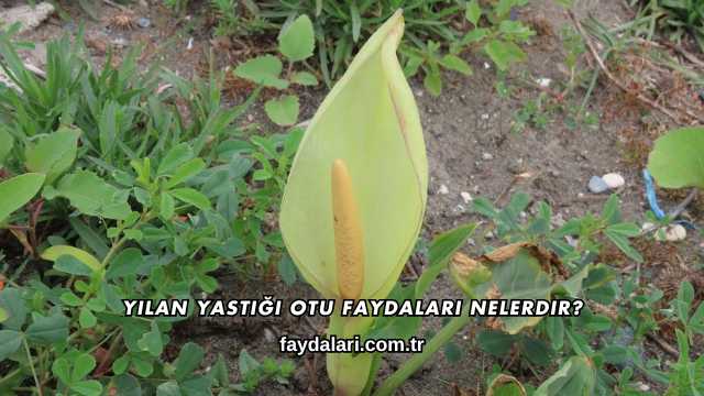Yılan Yastığı Otu Faydaları Nelerdir?