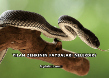 Yılan Zehrinin Faydaları Nelerdir?