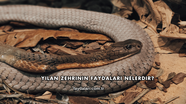 Yılan Zehrinin Faydaları Nelerdir?