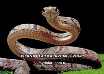 Yılanın Faydaları Nelerdir?