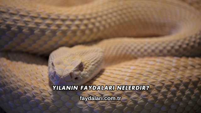 Yılanın Faydaları Nelerdir?
