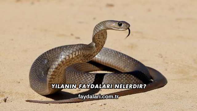 Yılanın Faydaları Nelerdir?
