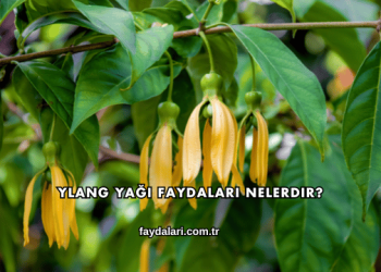 Ylang Yağı Faydaları Nelerdir?
