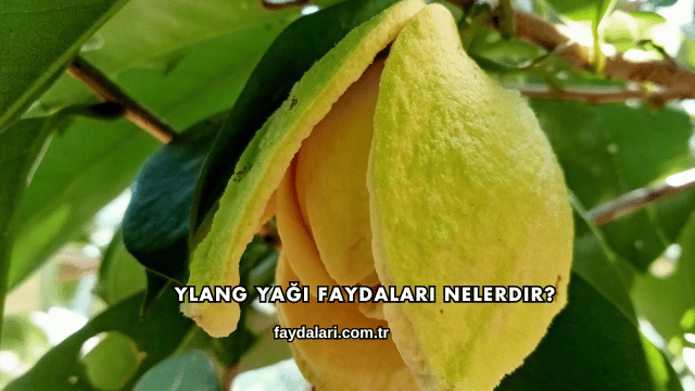Ylang Yağı Faydaları Nelerdir?