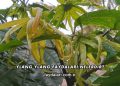 Ylang Ylang Faydaları Nelerdir