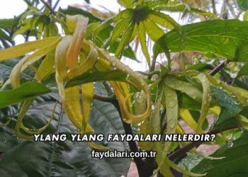 Ylang Ylang Faydaları Nelerdir