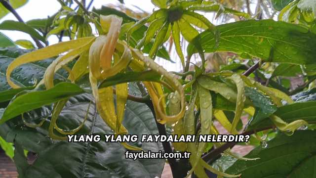 Ylang Ylang Faydaları Nelerdir