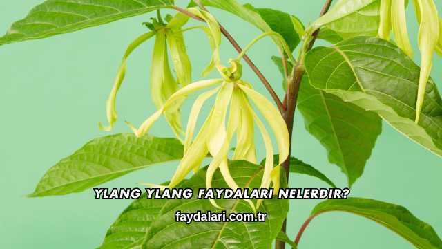 Ylang Ylang Faydaları Nelerdir