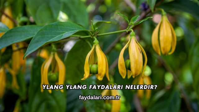 Ylang Ylang Faydaları Nelerdir