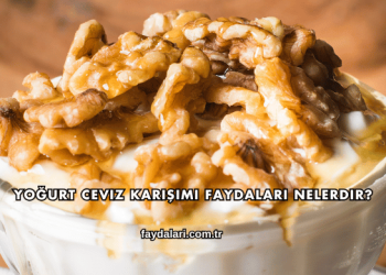 Yoğurt Ceviz Karışımı Faydaları Nelerdir?