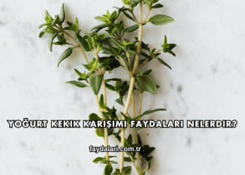 Yoğurt Kekik Karışımı Faydaları Nelerdir?