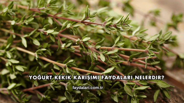 Yoğurt Kekik Karışımı Faydaları Nelerdir?