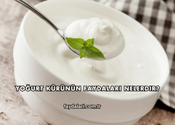 Yoğurt Kürünün Faydaları Nelerdir?