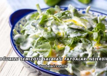 Yoğurtlu Semizotu Salatası Faydaları Nelerdir?