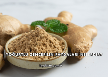 Yoğurtlu Zencefilin Faydaları Nelerdir?