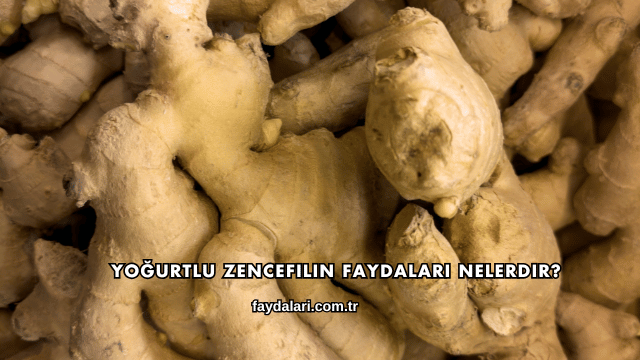 Yoğurtlu Zencefilin Faydaları Nelerdir?