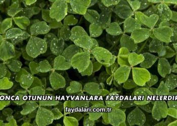 Yonca Otunun Hayvanlara Faydaları Nelerdir?