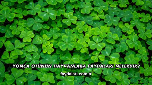 Yonca Otunun Hayvanlara Faydaları Nelerdir?
