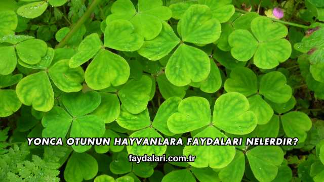Yonca Otunun Hayvanlara Faydaları Nelerdir?